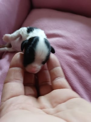 Les chiots de Cavalier King Charles Spaniel