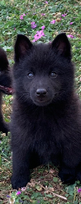 Les chiots de Schipperke