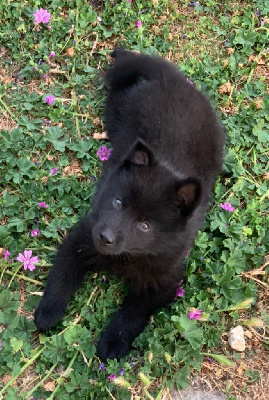 Les chiots de Schipperke