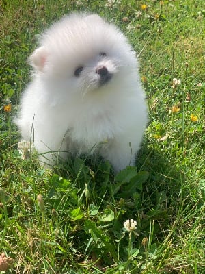 Les chiots de Spitz allemand