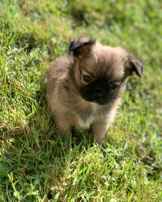 Les chiots de Chihuahua