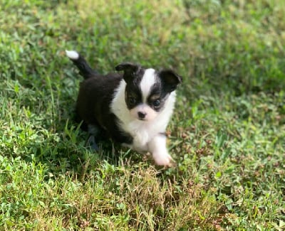 Les chiots de Chihuahua