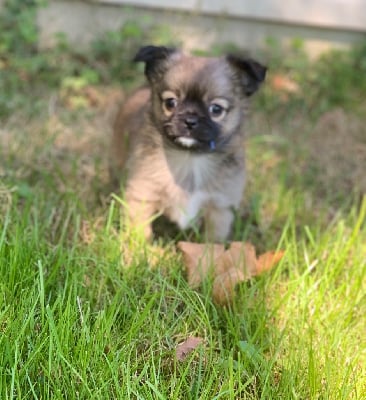 Les chiots de Chihuahua