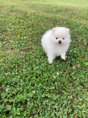 Les chiots de Spitz allemand