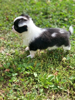 Les chiots de Chihuahua