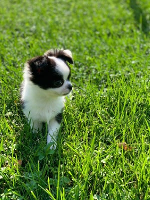 Les chiots de Chihuahua