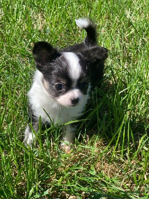 Les chiots de Chihuahua