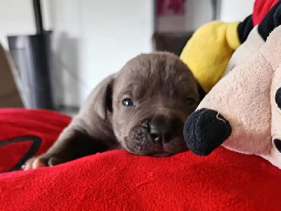 Les chiots de American Staffordshire Terrier