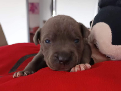 Les chiots de American Staffordshire Terrier