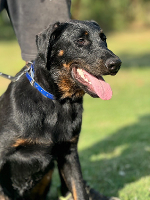 Les chiots de Berger de Beauce