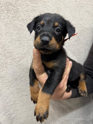 Les chiots de Berger de Beauce