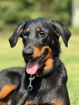 Les chiots de Berger de Beauce