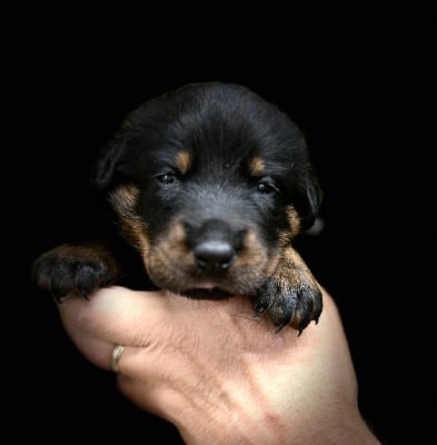 Les chiots de Berger de Beauce