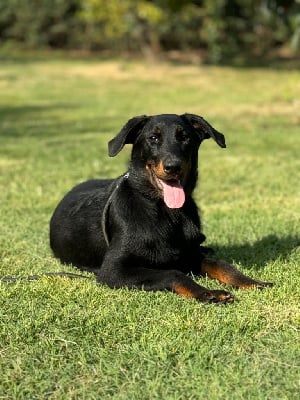 Les chiots de Berger de Beauce