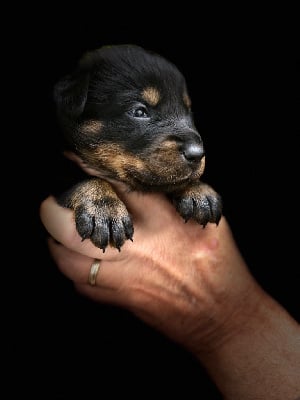 Les chiots de Berger de Beauce