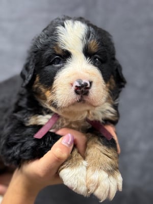 Les chiots de Bouvier Bernois