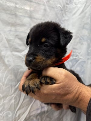 Les chiots de Berger de Beauce