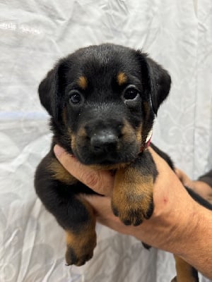 Les chiots de Berger de Beauce