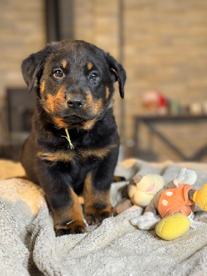 Les chiots de Berger de Beauce