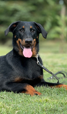 Les chiots de Berger de Beauce