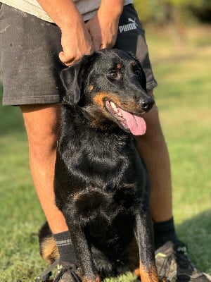 Les chiots de Berger de Beauce