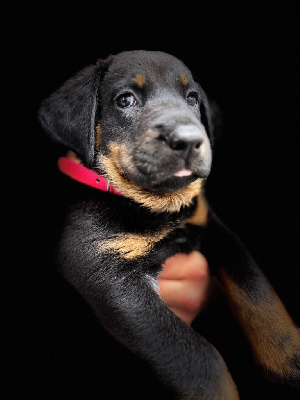 Les chiots de Berger de Beauce