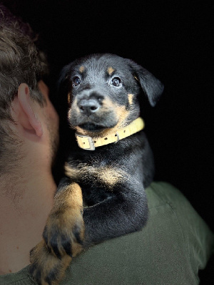 Les chiots de Berger de Beauce