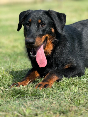 Les chiots de Berger de Beauce