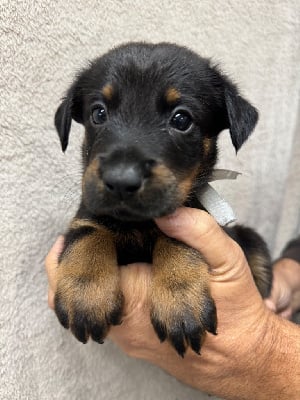 Les chiots de Berger de Beauce