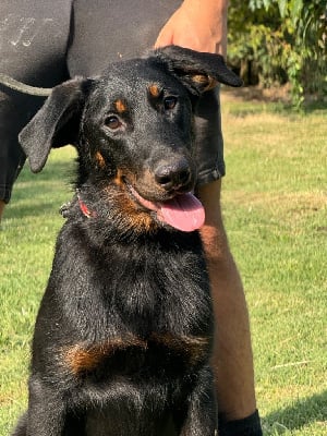 Les chiots de Berger de Beauce