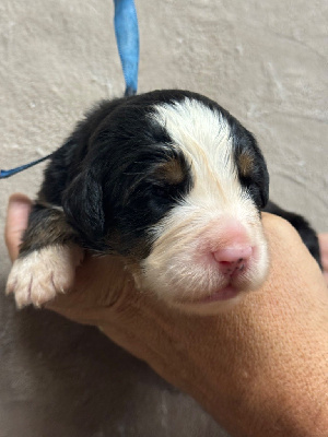 Les chiots de Bouvier Bernois