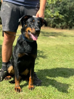 Les chiots de Berger de Beauce