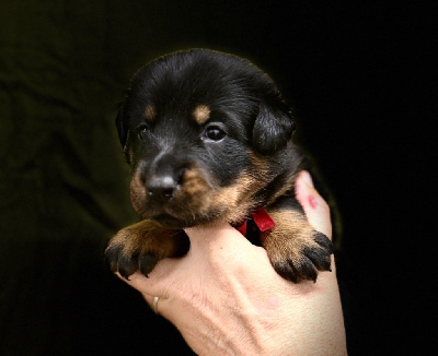 Les chiots de Berger de Beauce