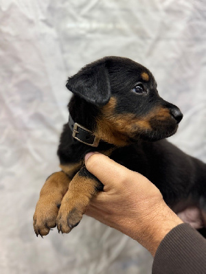 Les chiots de Berger de Beauce