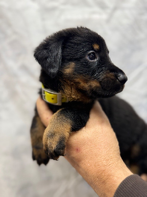 Les chiots de Berger de Beauce