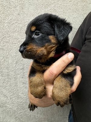 Les chiots de Berger de Beauce