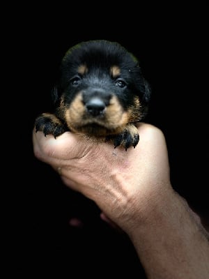 Les chiots de Berger de Beauce