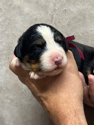 Les chiots de Bouvier Bernois