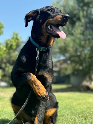 Les chiots de Berger de Beauce