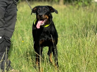 Les chiots de Berger de Beauce