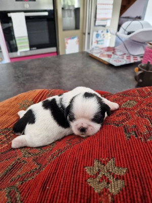 Les chiots de Shih Tzu