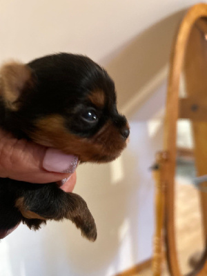 Les chiots de Yorkshire Terrier