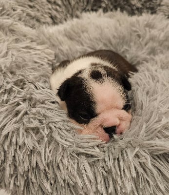 CHIOT - Boston Terrier