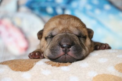 Les chiots de Shar Pei