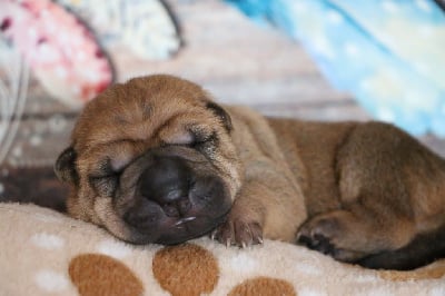 Mâle Brush Coat Collier Vert - Shar Pei