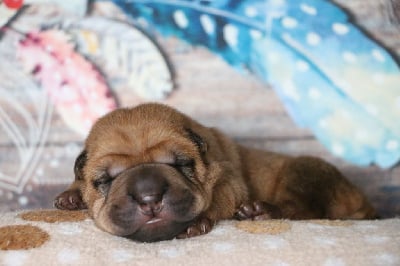 Les chiots de Shar Pei