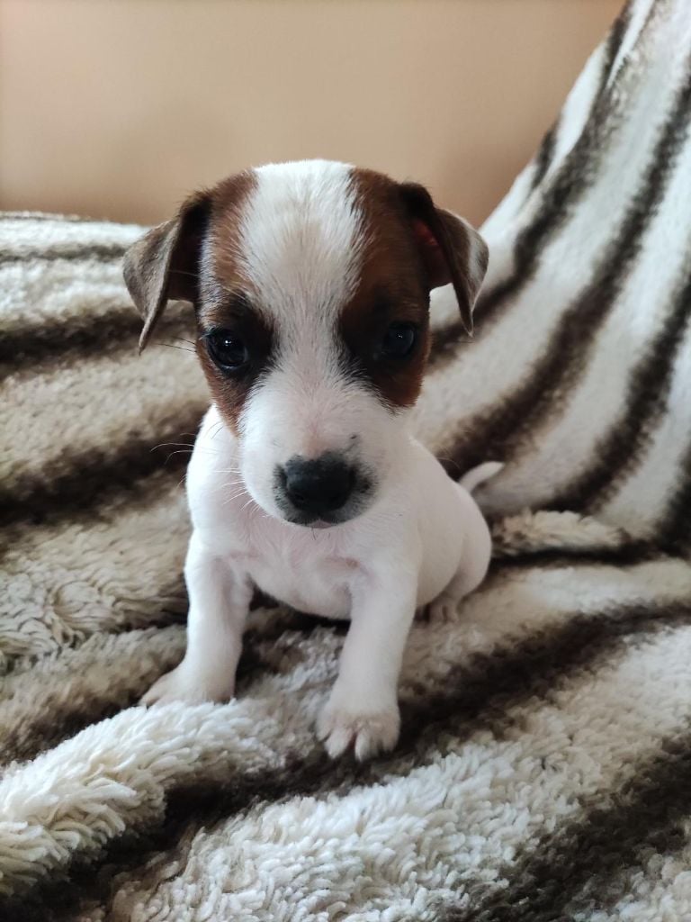 CHIOT 7 - Jack Russell Terrier