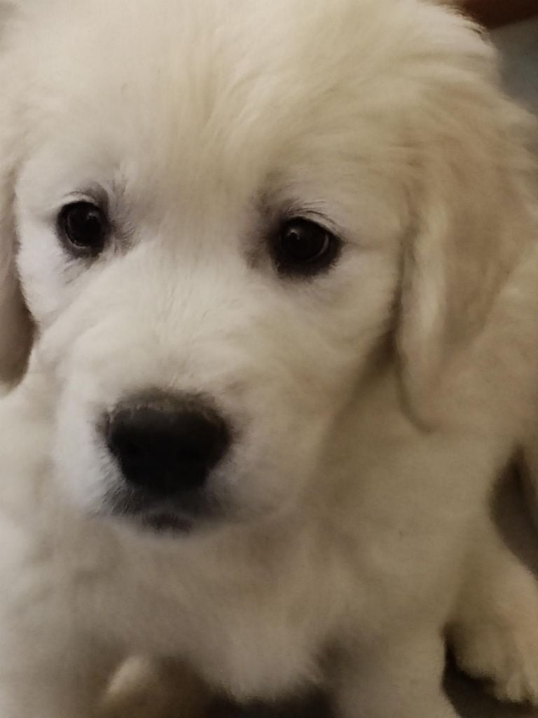 CHIOT 3 - Golden Retriever