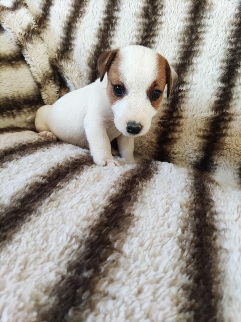 CHIOT 3 - Jack Russell Terrier