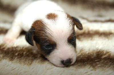 Les chiots de Jack Russell Terrier